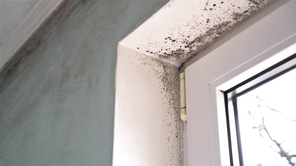Best Industrial Mold Remediation  in Garner, NC