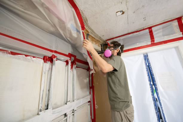 Best Black Mold Removal  in Garner, NC