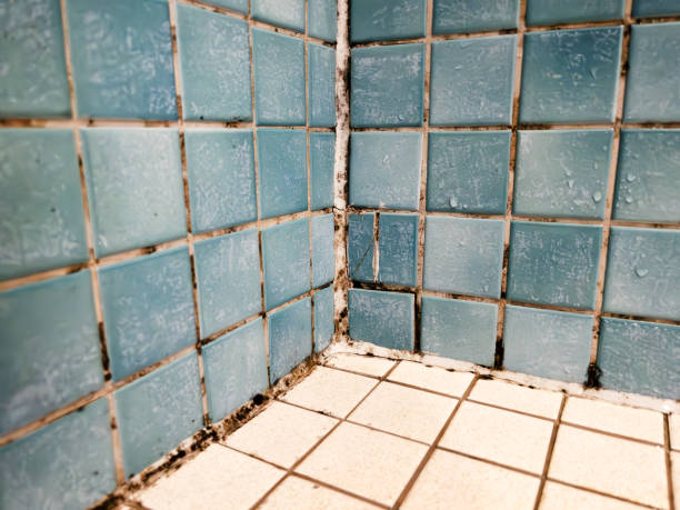 Best Air Quality Testing for Mold Spores  in Garner, NC