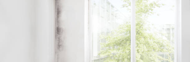 Best Mold Remediation for Healthcare Facilities  in Garner, NC