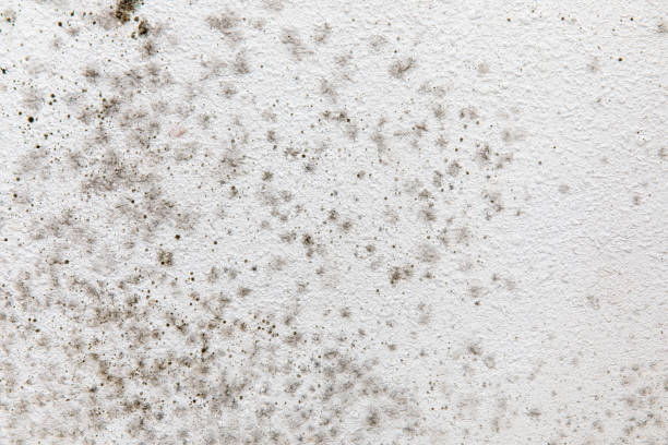 Best Comprehensive Air Testing for Mold Contaminants  in Garner, NC