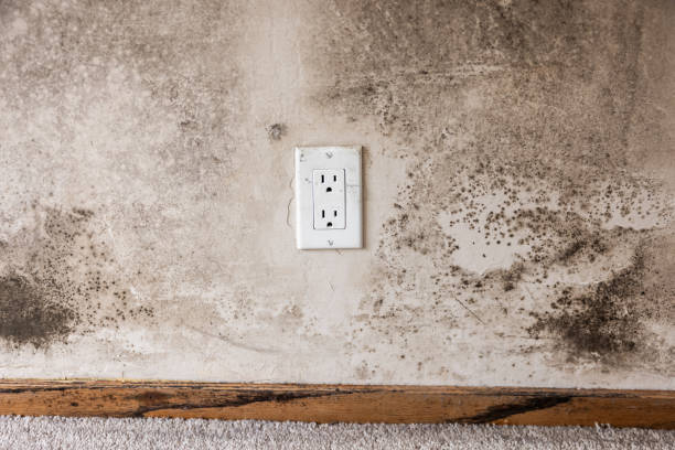 Best Residential Mold Inspection & Testing  in Garner, NC