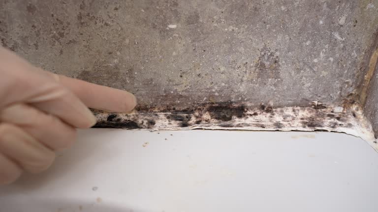 Environmental Consulting for Mold Prevention in Garner, NC
