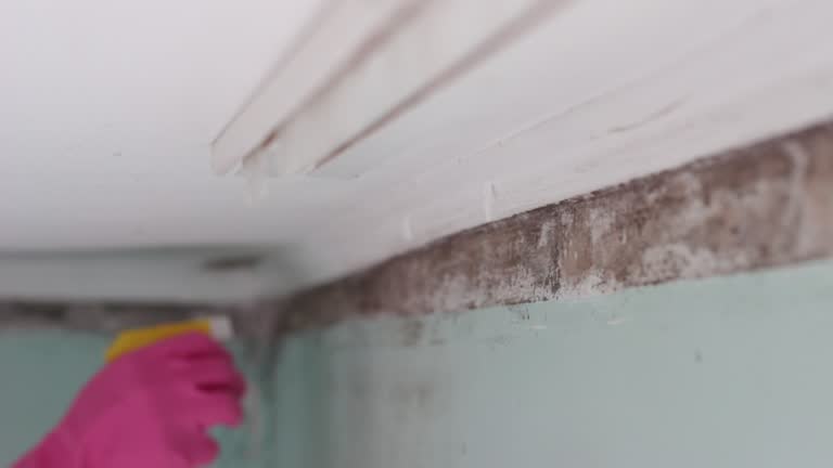 Best Mold Prevention Services  in Garner, NC